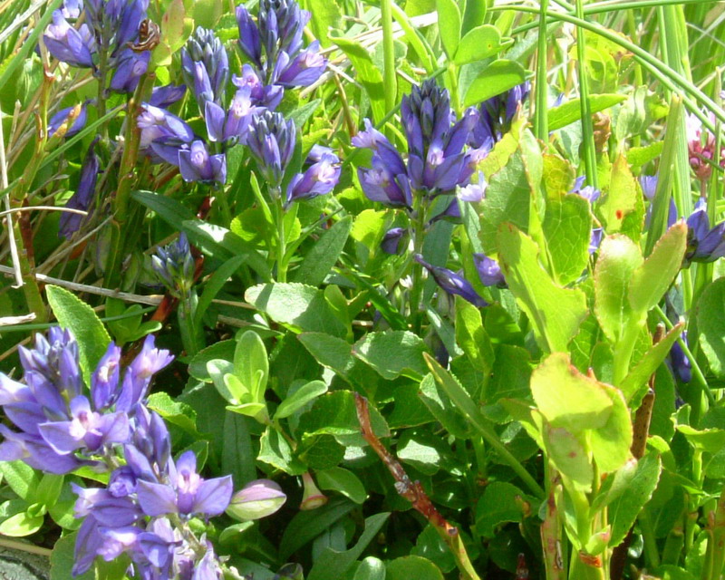 Polygala Viola??